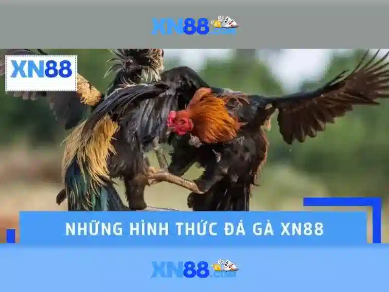 Các dịch vụ chính tại xn88