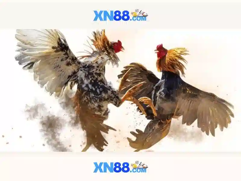 Xn88: Giới thiệu và những điều cần biết