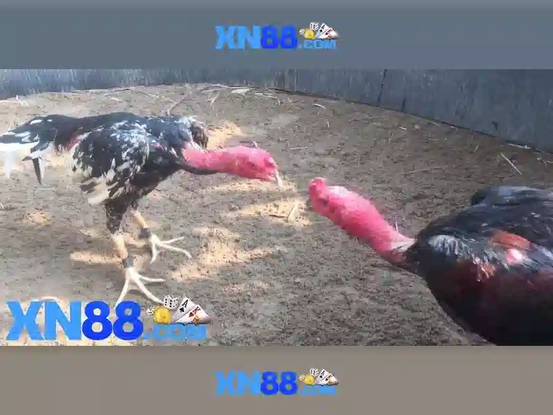 Giới thiệu về xn88
