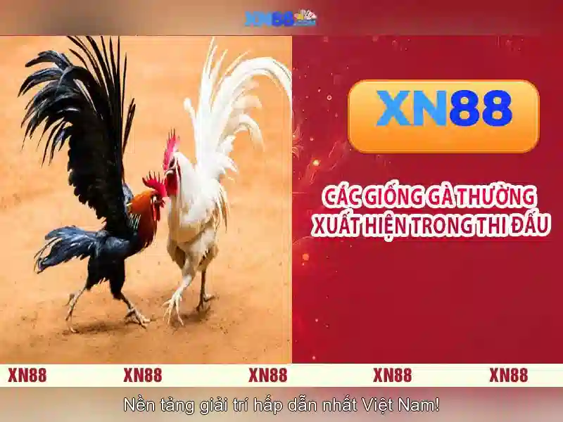 Giới thiệu về xn88
