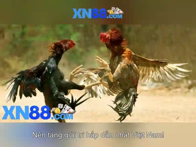 XN88: Tổng quan về nền tảng và những điểm nổi bật